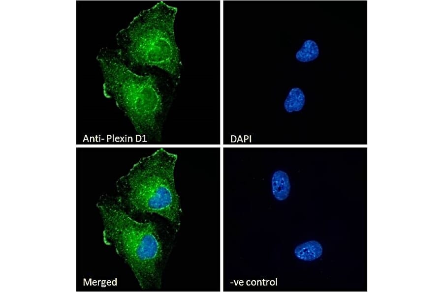 Immunofluorescence - Anti-Plexin D1 Antibody (A84067) - Antibodies.com