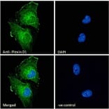 Immunofluorescence - Anti-Plexin D1 Antibody (A84067) - Antibodies.com