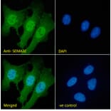 Immunofluorescence - Anti-Semaphorin 3E Antibody (A84068) - Antibodies.com