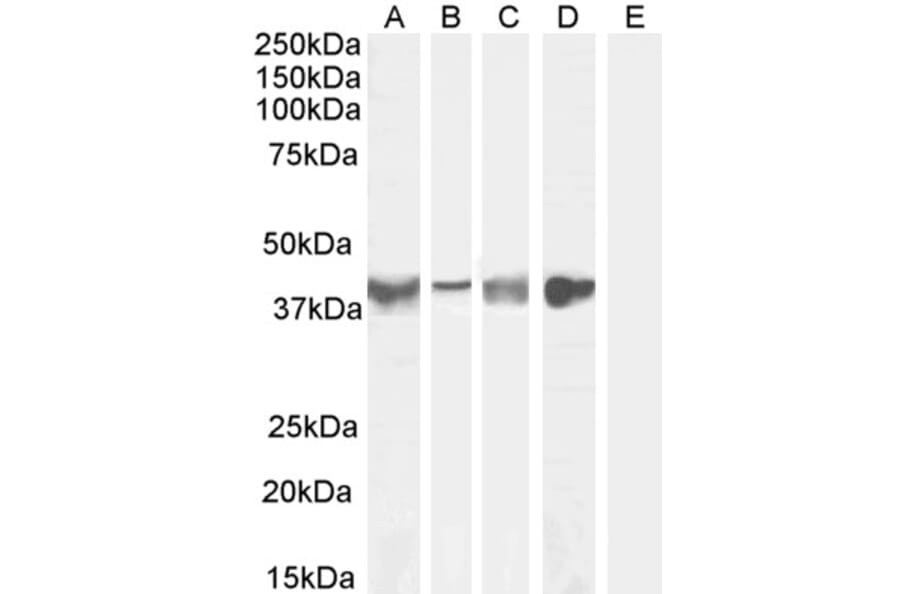 Western Blot - Anti-Asporin Antibody (A84069) - Antibodies.com