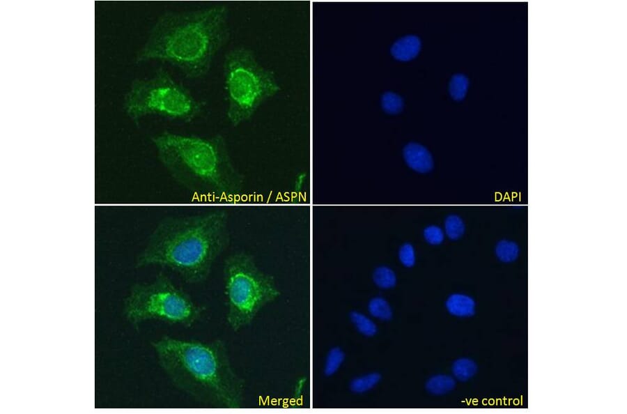 Immunofluorescence - Anti-Asporin Antibody (A84069) - Antibodies.com