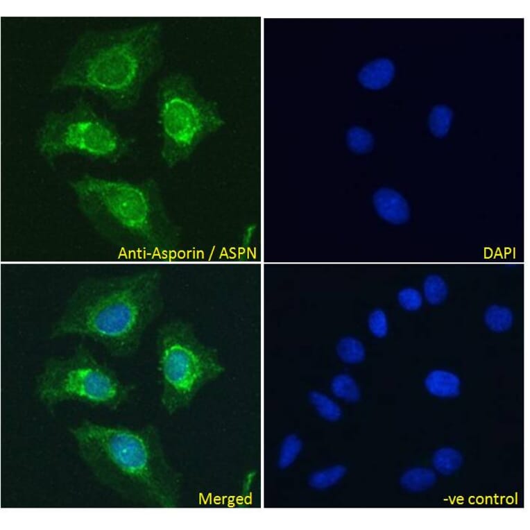 Immunofluorescence - Anti-Asporin Antibody (A84069) - Antibodies.com