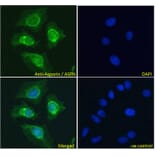 Immunofluorescence - Anti-Asporin Antibody (A84069) - Antibodies.com