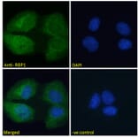 Immunofluorescence - Anti-RBP1 Antibody (A84070) - Antibodies.com