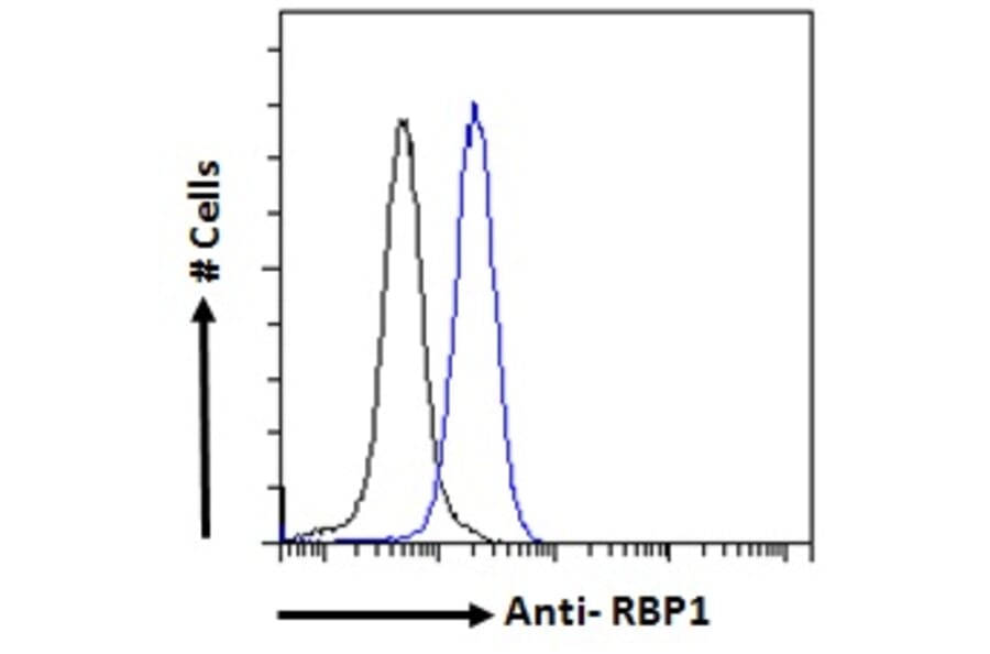 Flow Cytometry - Anti-RBP1 Antibody (A84070) - Antibodies.com