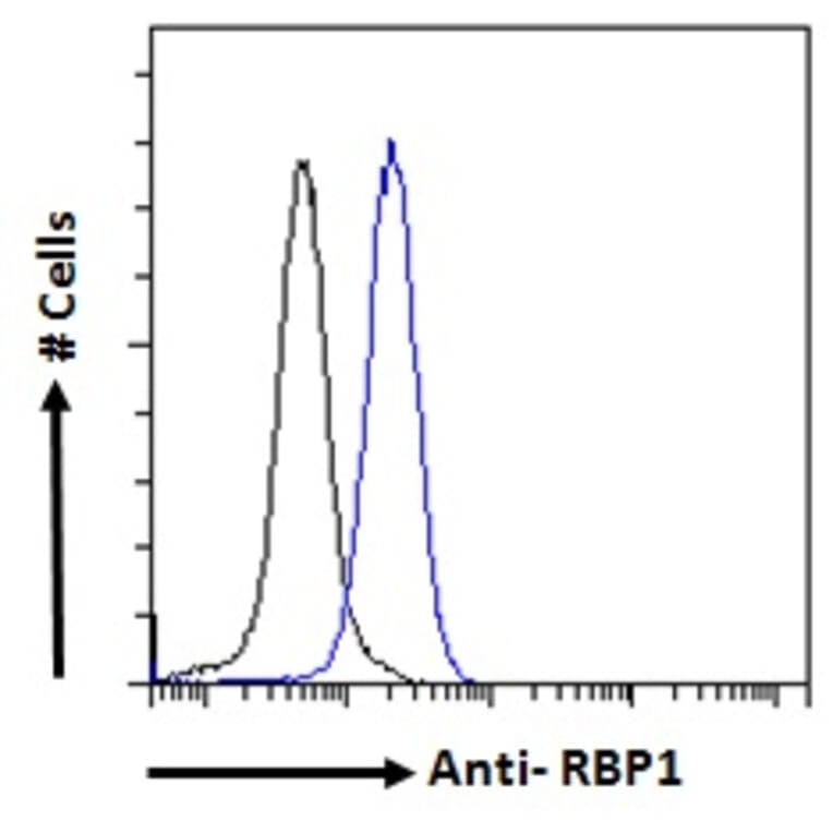 Flow Cytometry - Anti-RBP1 Antibody (A84070) - Antibodies.com