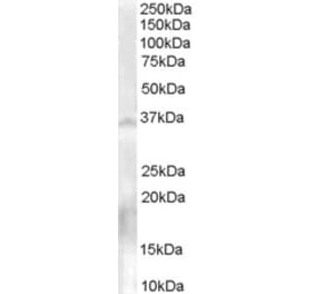 Western Blot - Anti-NOS-1 Antibody (A84072) - Antibodies.com