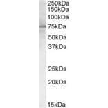Western Blot - Anti-PCSK9 Antibody (A84073) - Antibodies.com