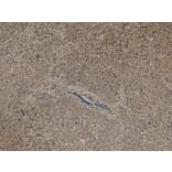 Immunohistochemistry - Anti-PCSK9 Antibody (A84073) - Antibodies.com