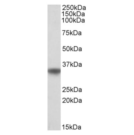 Western Blot - Anti-Apolipoprotein E Antibody (A84074) - Antibodies.com