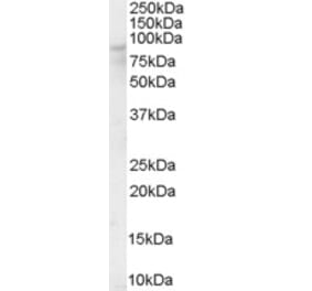 Western Blot - Anti-OSBP1 Antibody (A84075) - Antibodies.com