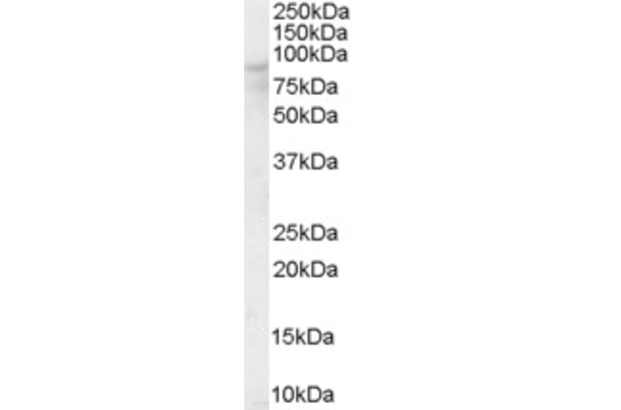 Western Blot - Anti-OSBP1 Antibody (A84075) - Antibodies.com