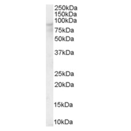 Western Blot - Anti-OSBP1 Antibody (A84075) - Antibodies.com