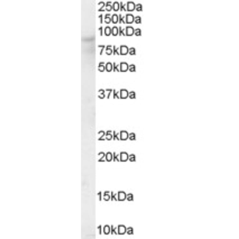 Western Blot - Anti-OSBP1 Antibody (A84075) - Antibodies.com