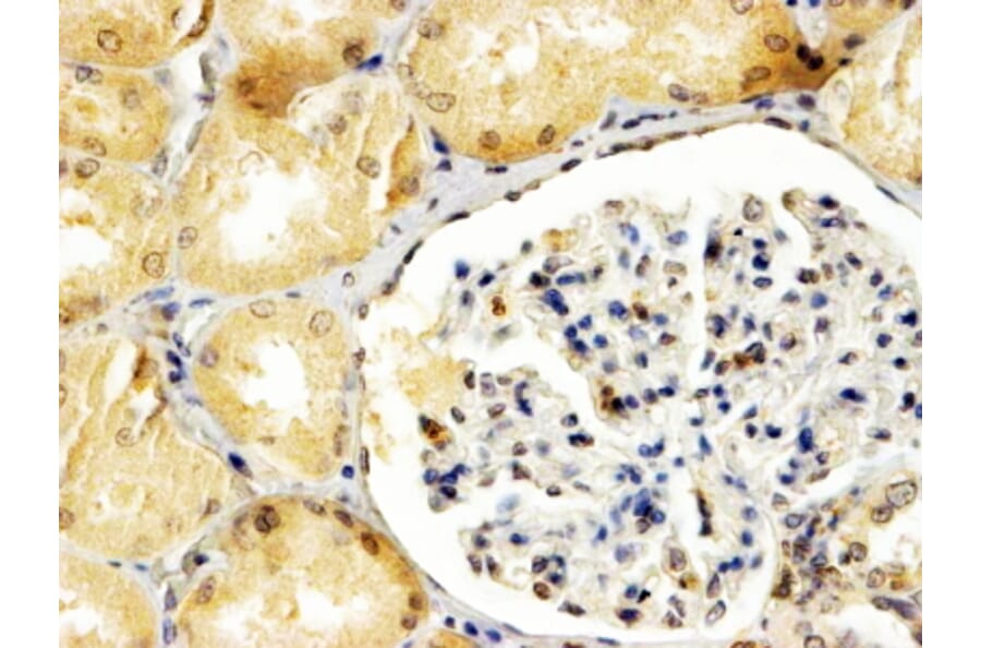 Immunohistochemistry - Anti-APOBEC3G/A3G Antibody (A84076) - Antibodies.com