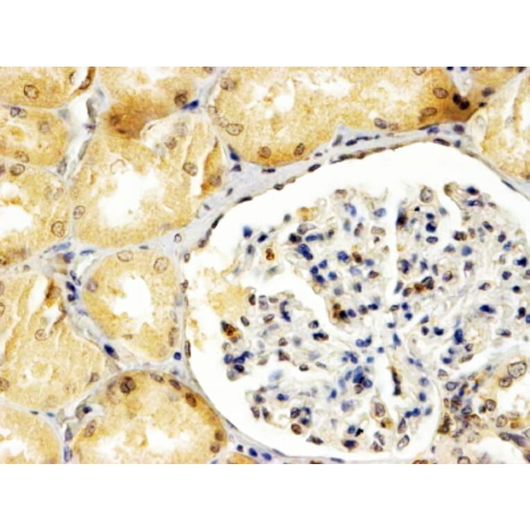 Immunohistochemistry - Anti-APOBEC3G/A3G Antibody (A84076) - Antibodies.com