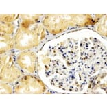 Immunohistochemistry - Anti-APOBEC3G/A3G Antibody (A84076) - Antibodies.com