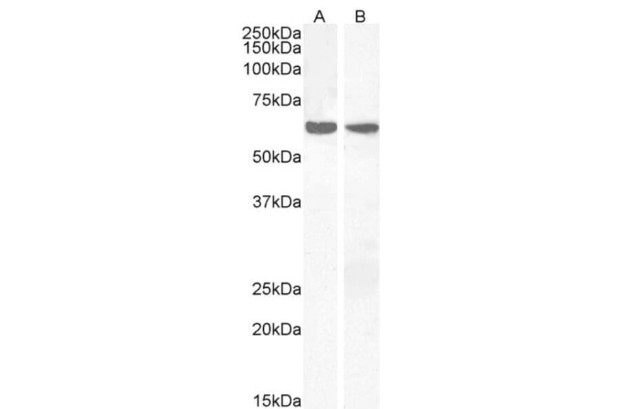 Western Blot - Anti-PPP2R1A Antibody (A84078) - Antibodies.com