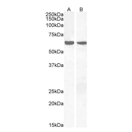 Western Blot - Anti-PPP2R1A Antibody (A84078) - Antibodies.com