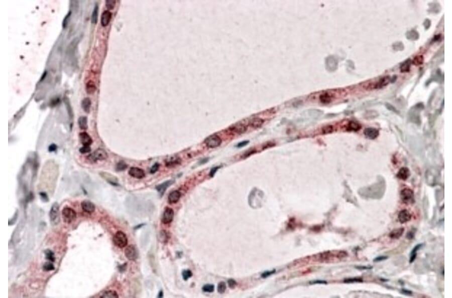 Immunohistochemistry - Anti-PPP2R1A Antibody (A84078) - Antibodies.com