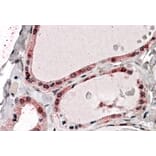 Immunohistochemistry - Anti-PPP2R1A Antibody (A84078) - Antibodies.com
