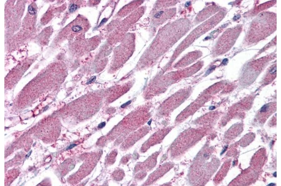Immunohistochemistry - Anti-PPP2R1A Antibody (A84078) - Antibodies.com
