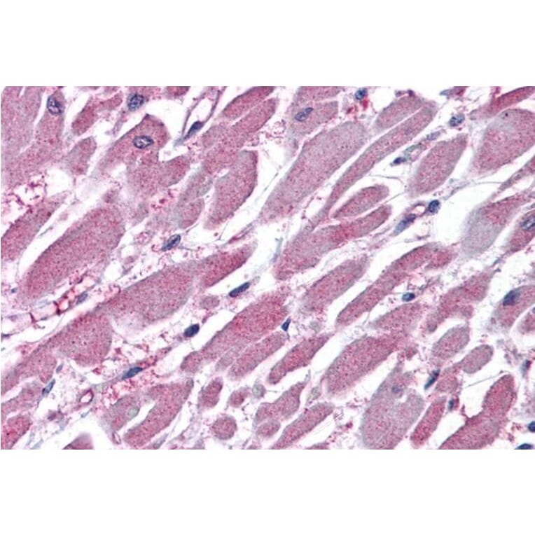 Immunohistochemistry - Anti-PPP2R1A Antibody (A84078) - Antibodies.com
