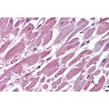 Immunohistochemistry - Anti-PPP2R1A Antibody (A84078) - Antibodies.com