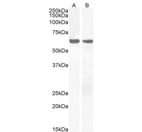 Western Blot - Anti-PPP2R1A Antibody (A84078)