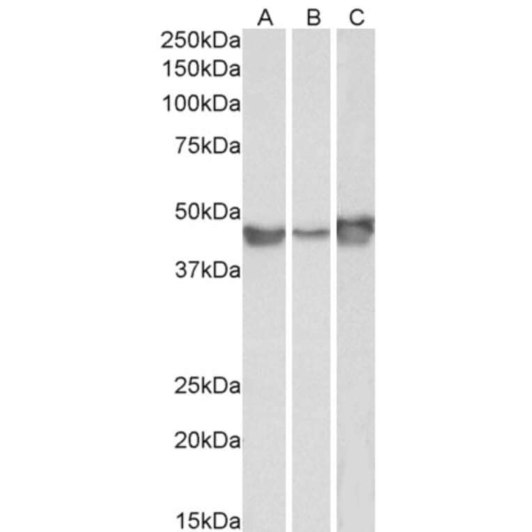 Western Blot - Anti-PAI1 Antibody (A84079) - Antibodies.com