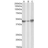 Western Blot - Anti-PAI1 Antibody (A84079) - Antibodies.com