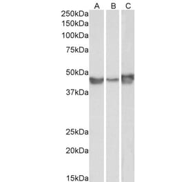 Western Blot - Anti-SERPINE1 Antibody (A84079) - Antibodies.com