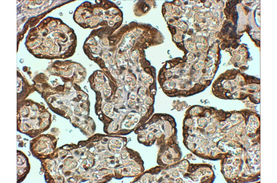 Immunohistochemistry - Anti-PAI1 Antibody (A84079) - Antibodies.com
