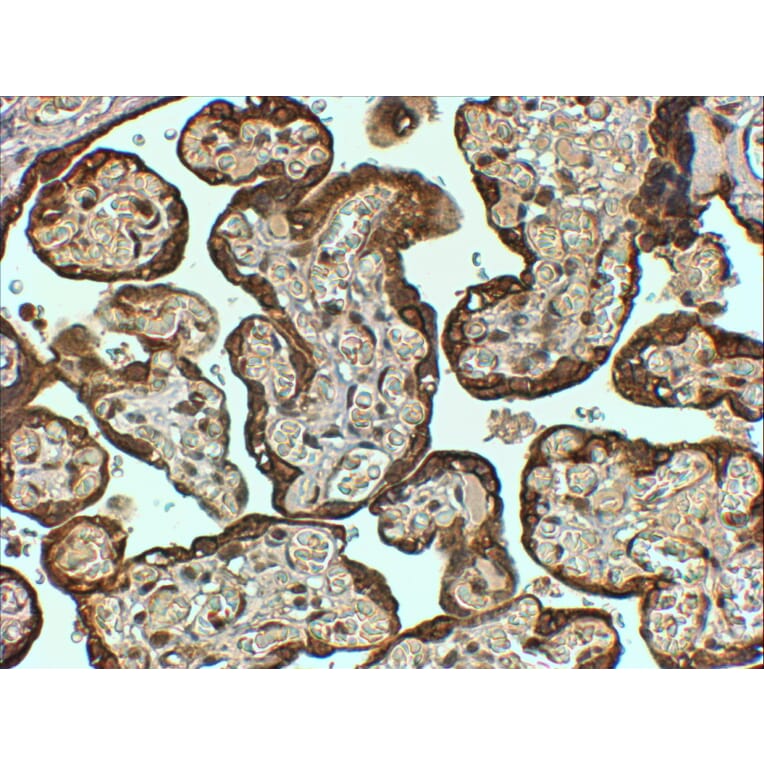 Immunohistochemistry - Anti-PAI1 Antibody (A84079) - Antibodies.com