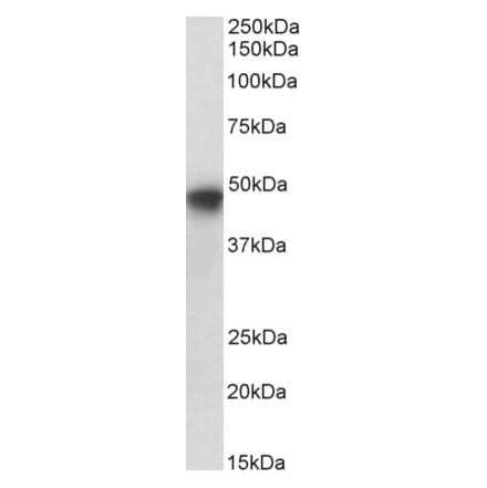 Western Blot - Anti-SERPINE1 Antibody (A84080) - Antibodies.com