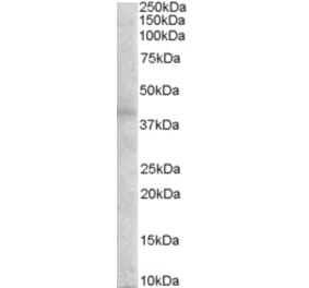 Western Blot - Anti-MC3-R Antibody (A84081) - Antibodies.com