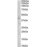 Western Blot - Anti-MC3-R Antibody (A84081) - Antibodies.com