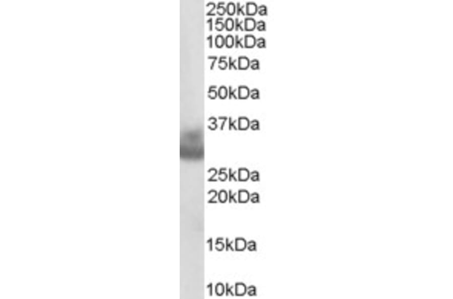 Western Blot - Anti-Cathepsin F Antibody (A84083) - Antibodies.com