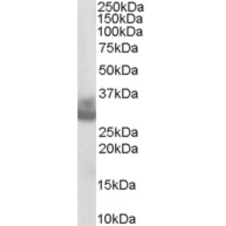 Western Blot - Anti-Cathepsin F Antibody (A84083) - Antibodies.com
