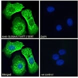 Immunofluorescence - Anti-Serotonin Transporter Antibody (A84084) - Antibodies.com
