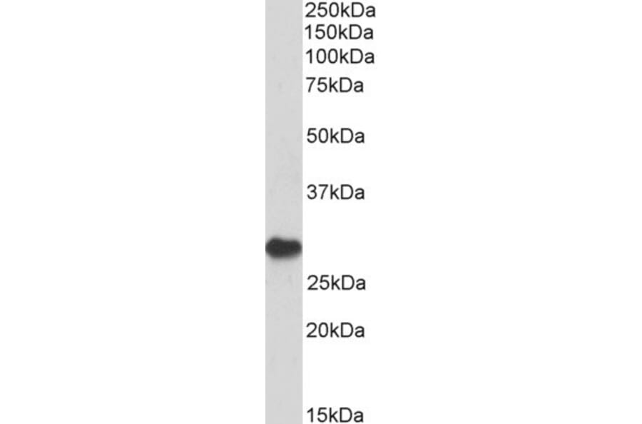 Western Blot - Anti-PDCD1 Antibody (A84085) - Antibodies.com