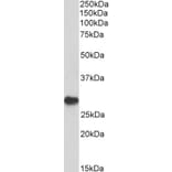 Western Blot - Anti-PDCD1 Antibody (A84085) - Antibodies.com