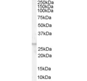 Western Blot - Anti-GPCR GPR40 Antibody (A84087) - Antibodies.com