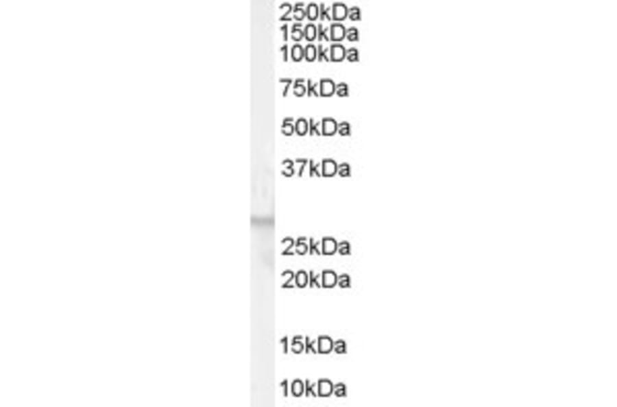 Western Blot - Anti-GPCR GPR40 Antibody (A84087) - Antibodies.com