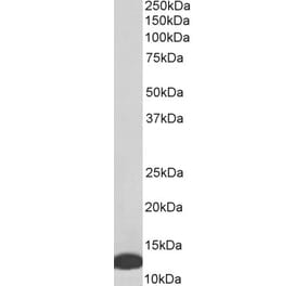 Western Blot - Anti-MIF Antibody (A84089) - Antibodies.com