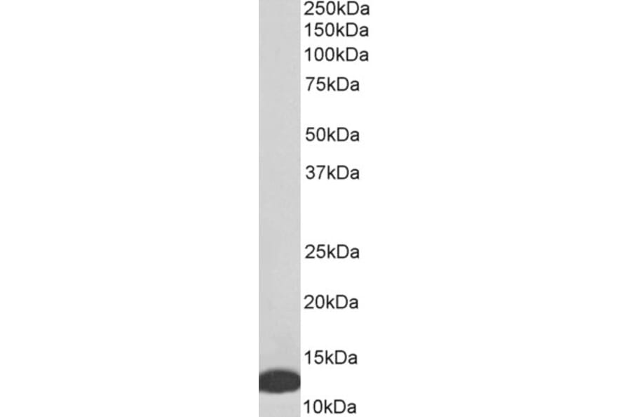 Western Blot - Anti-MIF Antibody (A84089) - Antibodies.com