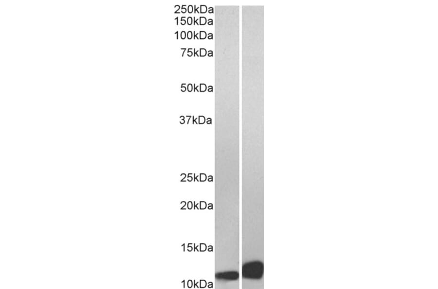 Western Blot - Anti-MIF Antibody (A84089) - Antibodies.com