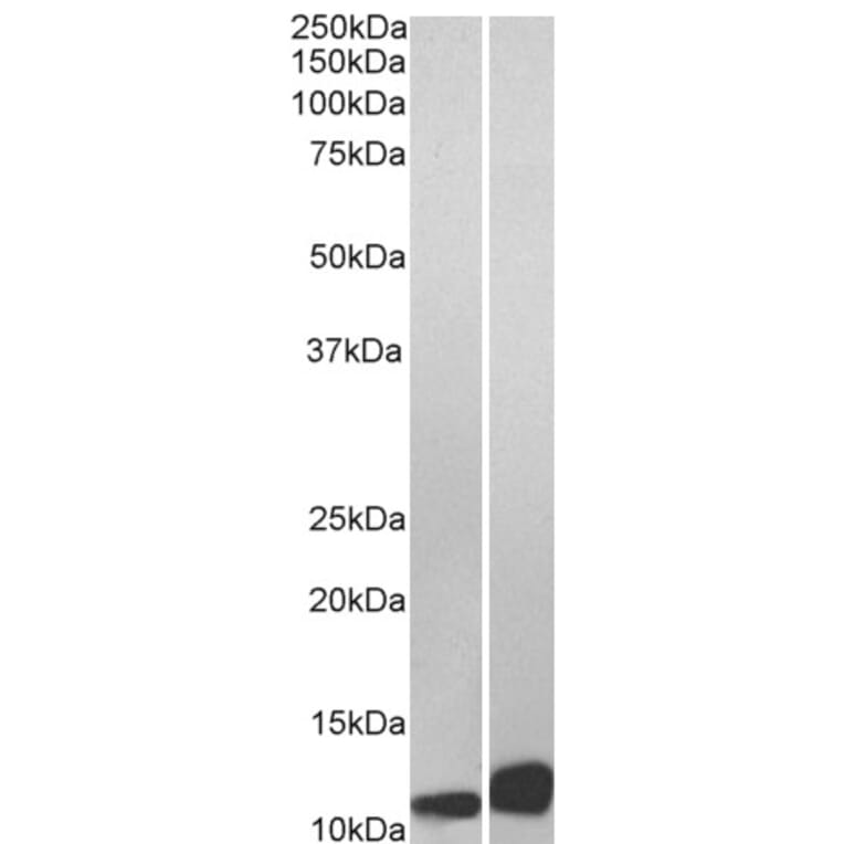 Western Blot - Anti-MIF Antibody (A84089) - Antibodies.com