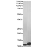 Western Blot - Anti-MIF Antibody (A84089) - Antibodies.com