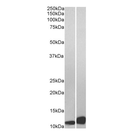 Western Blot - Anti-MIF Antibody (A84089) - Antibodies.com